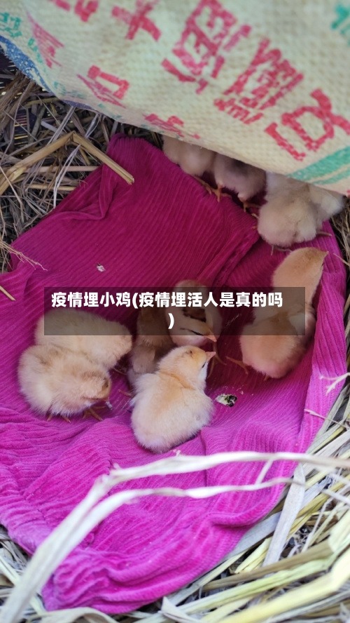 疫情埋小鸡(疫情埋活人是真的吗)-第2张图片